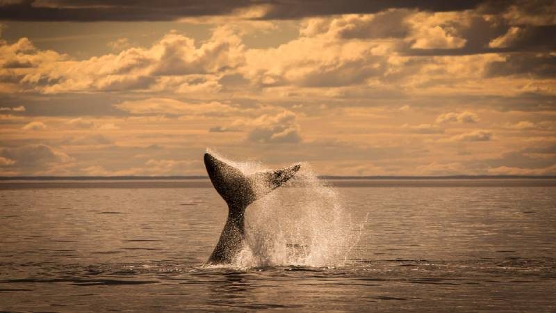 Aproveite a temporada das baleias em Ilhabela